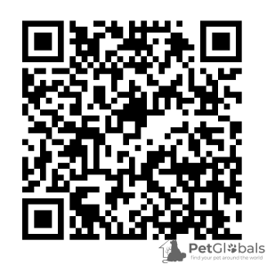Фото №2 Услуги по доставке и перевозке котов и собак Беларуси. Цена договорная. Объявление №35424