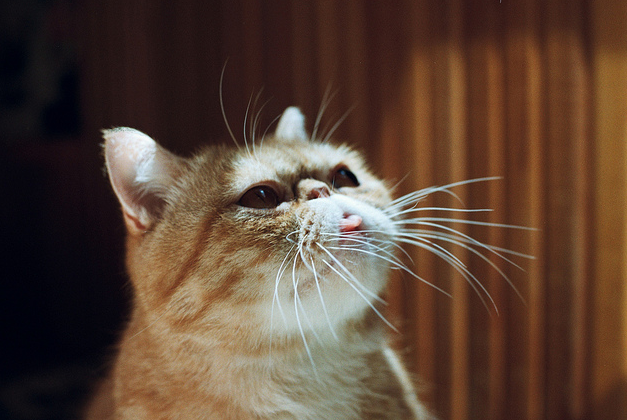 Почему кошки высовывают язык — Топ основных причин