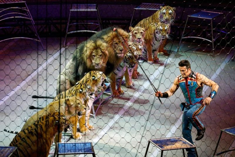 Животные в цирке