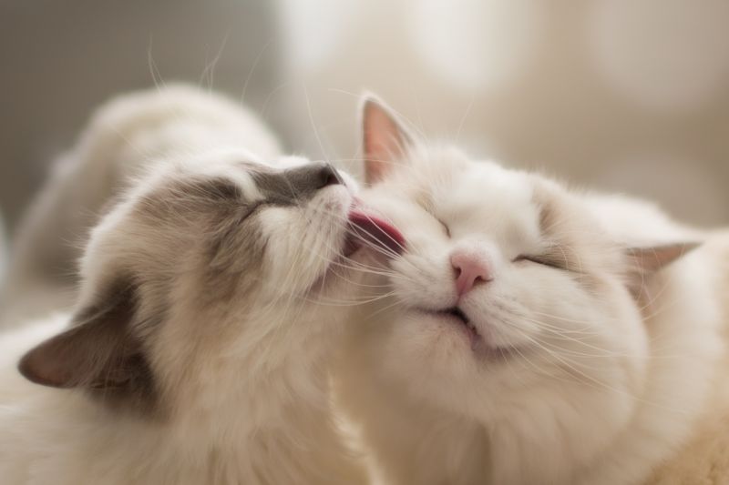 поцелуй котиков