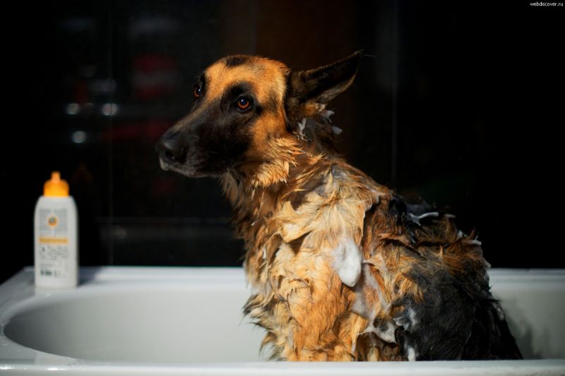 собака в ванной