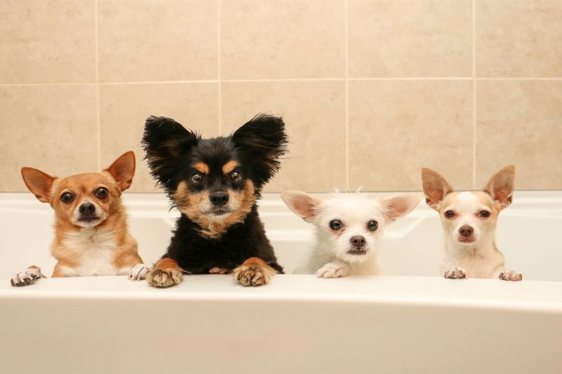 собаки в ванной