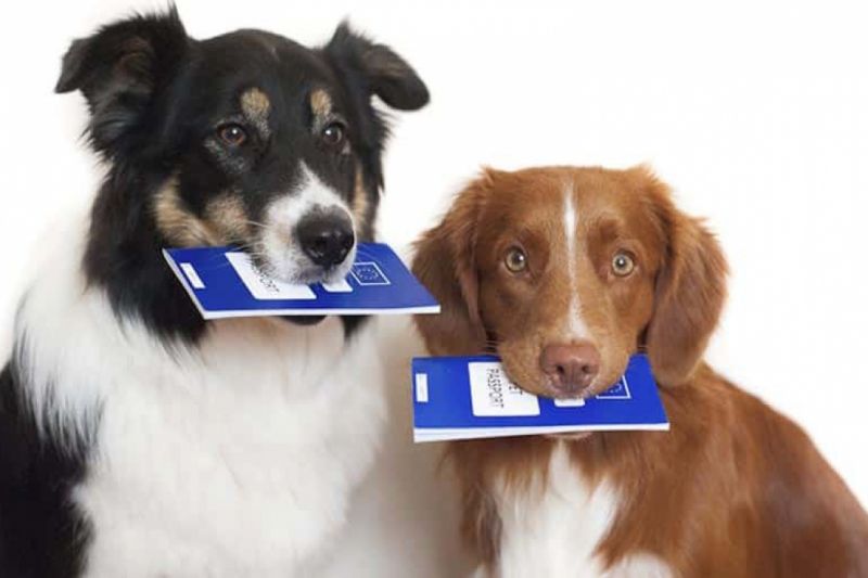 собаки с документами