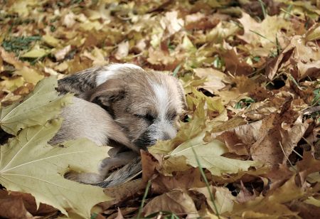 пес в листьях