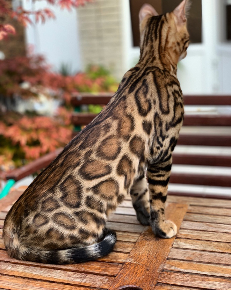 Рассмотрите фотографию пятнистой кошки породы бенгальская. Бенгальская кошка. Кошки бенгальской породы. Бенгальская короткошерстная бенгал. Кошка пятнистая Бенгальская.