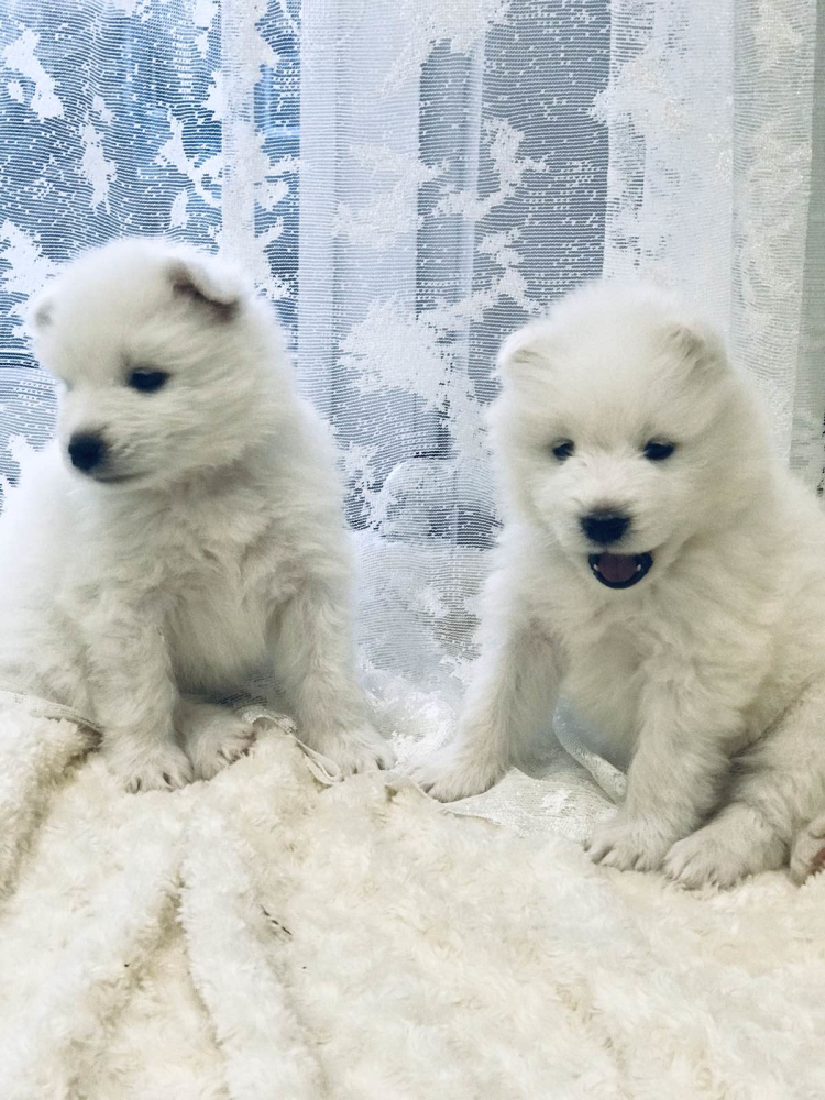 Купить Щенка Самоеда В Пензе