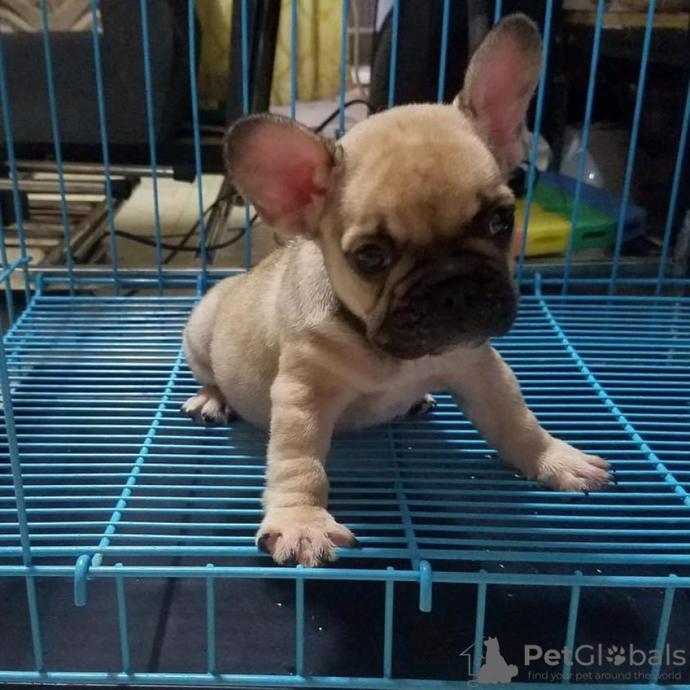 Olx bulldog best sale puppies for sale