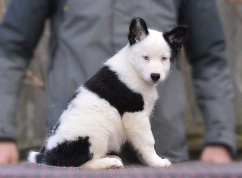 якутская лайка щенок 3 месяца
