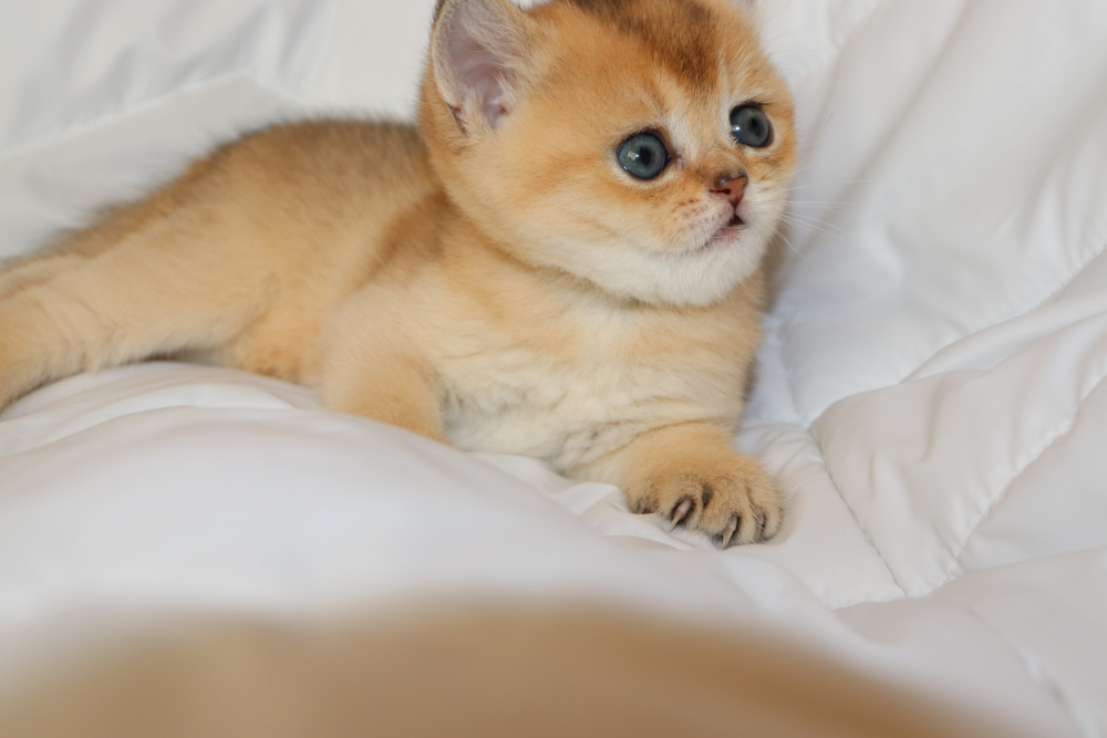 Золотая Шиншилла Кошка Фото