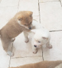 Фото №3. 8 Japanese Akita Inu Puppies - 6 Boys & 2 Girls.  Остров Мэн