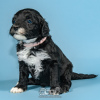 Фото №1. португальская водяная собака - купить в Evora за договорная. Объявление №98484