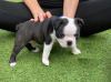 Дополнительные фото: Adorable Boston Terrier Puppies for free adoption