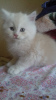Дополнительные фото: продаются персидские котята