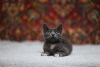 Дополнительные фото: Дымчатый котенок Фунтик ищет дом!