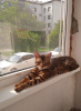Фото №3. Бенгальский кот. Азербайджан