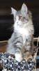 Дополнительные фото: Чистопородные котята Мейн кун из питомника