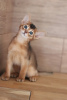 Дополнительные фото: Абиссинские котята дикого и сорель окраса