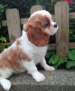 Фото №3. Adorable Cavalier King Charles Puppies for free adoption.  Германия