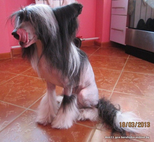 Фото №1 Услуга вязки - порода китайская хохлатая собака. Цена договорная