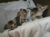 Дополнительные фото: Абиссинские котята