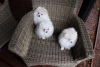 Фото №3. Cute Pomeranian puppies for free adoption.  Германия