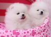 Фото №3. Cute Pomeranian puppies for free adoption.  Германия