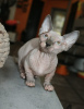 Фото №3. Котята бамбино и двэльф. США