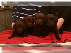 Фото №3. Лабрадор ретривер щенок шоколадно-коричневого цвета с бумагами Семейные собаки.  Германия