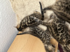 Дополнительные фото: Шикарные бенгальские котята Şık Bengal yavru kedileri