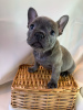 Дополнительные фото: Adorable French bulldog Puppies for free adoption