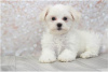 Фото №3. Cute Maltese puppies available for free adoptoin.  Германия