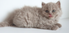 Дополнительные фото: Британский длинношерстный кот lilac babyboy - Отец Чемпион Мира
