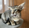 Фото №2 к объявлению №9870 о продаже ориентальная кошка - купить в Украине из питомника