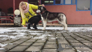 Дополнительные фото: Услуги хендлера в Гродно