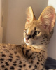 Фото №3. Обучите кота африканского сервала на продажу и кошку саванну для усыновления.. Австрия