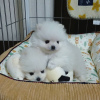 Дополнительные фото: Продаются милые и игривые щенки Померанского шпица Симпатичные и игривые,
