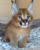 Дополнительные фото: Предлагаются к продаже котята сервала и каракала