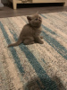 Фото №3. Продаются очаровательные британские короткошерстные котята.. Австралия