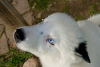 Дополнительные фото: Очаровательная собачка - якутский удав