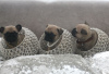 Фото №3. Продаются милые щенки мопса с родословной..  Германия