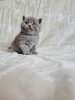 Фото №3. Британский короткошерстный котенок в возрасте 12 недель.. Греция