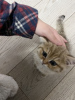 Дополнительные фото: Переселение золотого британского короткошерстного котенка