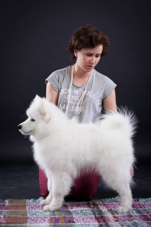Фото №2 к объявлению №2988 о продаже самоедскую собаку - купить в России из питомника, заводчик