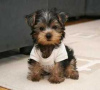 Фото №3. Teacup Yorkshire Terrier Puppy for free adoption.  Германия