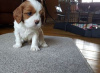 Дополнительные фото: Adorable Cavalier King Charles Puppies for free adoption