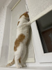 Дополнительные фото: Чудесный рыжий кот Бонечка ищет дом и любящую семью!