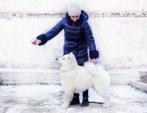Фото №2 к объявлению №4086 о продаже самоедскую собаку - купить в России из питомника, заводчик