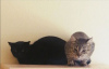 Дополнительные фото: Очаровательный полосатый котенок Кевин ищет дом и любящую семью!