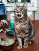 Дополнительные фото: Красавица зеленоглазая кошка Карпуша в добрые руки