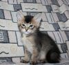 Фото №3. котята каракат и саванна. Канада